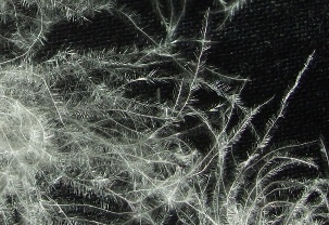 Die filigrane Konstruktion einer G&auml;nsedaune