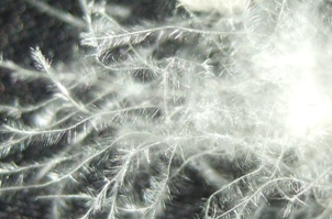 Die filigrane Konstruktion einer G&auml;nsedaune