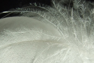 Die elastische Konstruktion einer G&auml;nsefeder