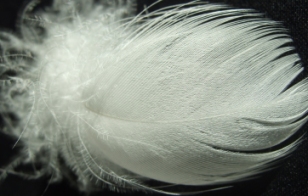 Eine G&auml;nsefeder, wie sie sein soll