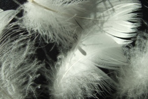 F&uuml;llungen mit G&auml;nsefedern