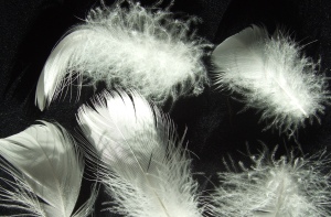 Hochwertige G&auml;nsefedern